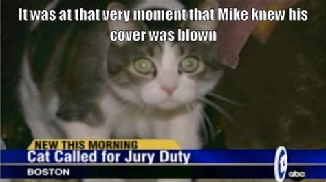 Cat Called For Jury Duty Funny
