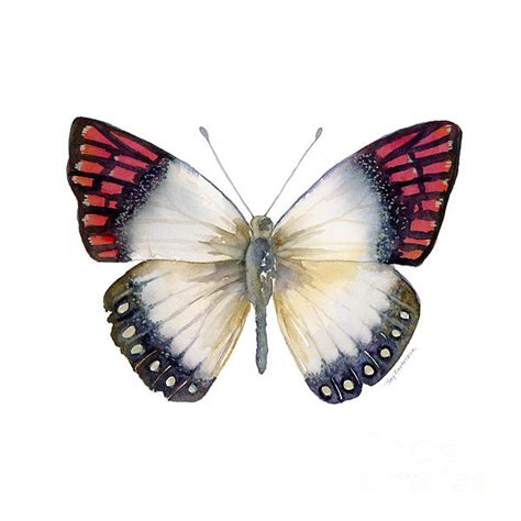 27 Magenta Tip Butterfly Greeting Card For Sale By Amy Kirkpatrick