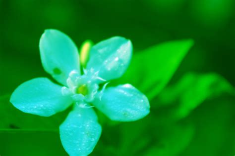 Green Flower Background Free Stock Photo Public Domain Pictures