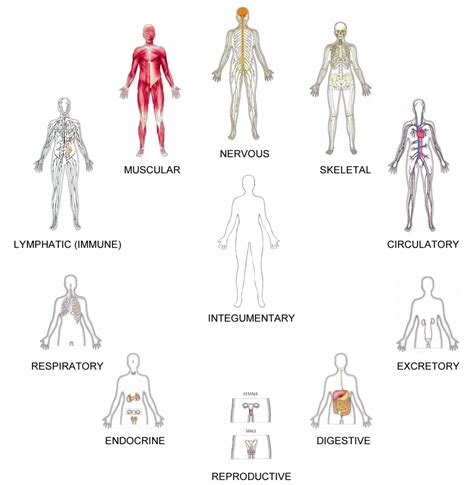 11 Human Body Systems