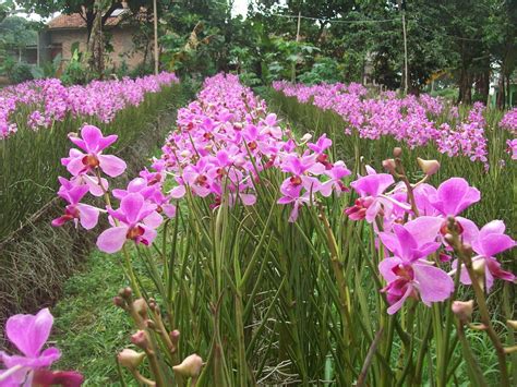 5 taman bunga terindah di indonesia