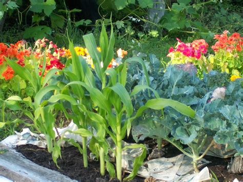 Beautiful Edible Garden Edible Garden Organic Vegetable Garden Plants