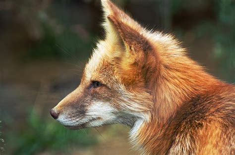 Red Fox Profile Photograph Red Fox Profile Fine Art Print Draw On