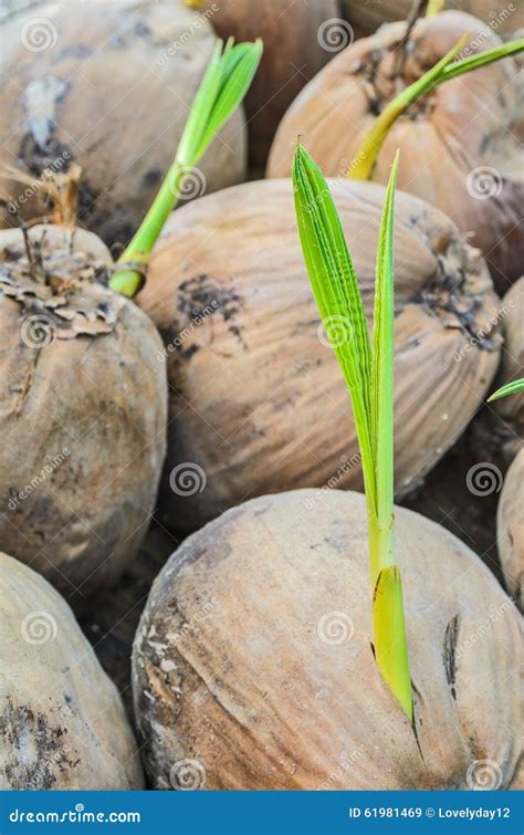 Sprout Of Coconut Stock Image Image Of Palm Leaf Sand 61981469