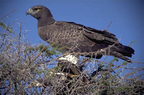 Everything You Wanted To Know About The Martial Eagle Bird Animals