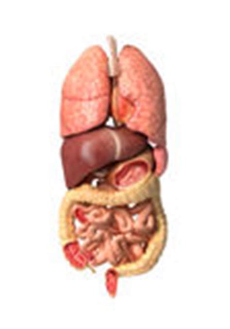 See male body organs stock video clips. Internal Organs Back View Royalty Free Stock Image - Image ...