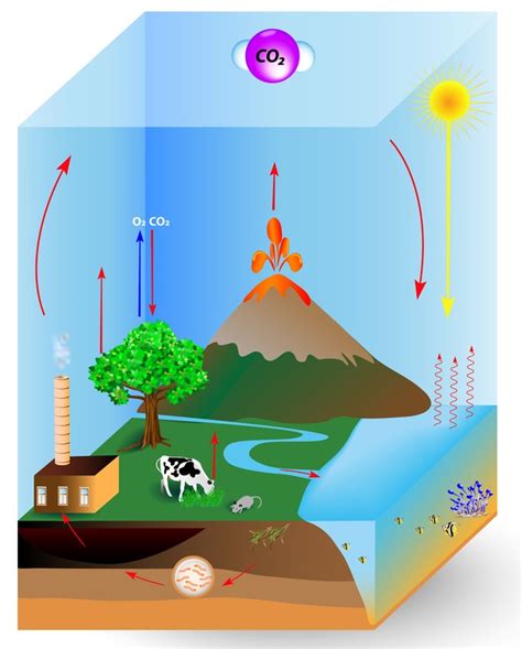 Ciclo Do Carbono Bioquímica Infoescola