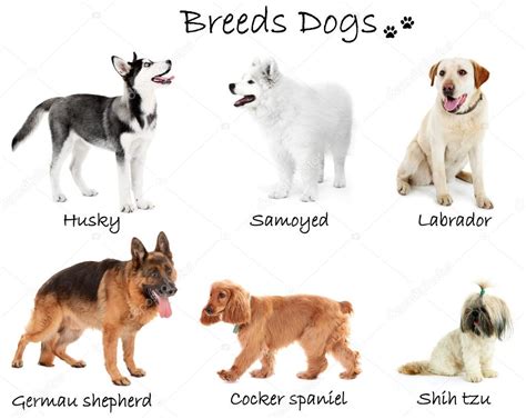 Different Breeds Of Dogs Together Stock Photo By ©belchonock 93111004