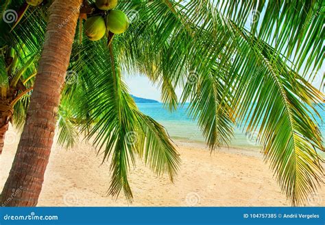 Beautiful Beach View Of Nice Tropical Beach With Palms Around Stock