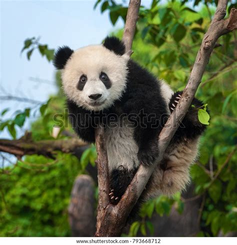 Cute Panda Bär Kletterbaum Im Wald Stockfoto 793668712 Shutterstock