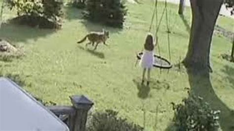 Caught On Camera 5 Year Old Girl Escapes Coyote Attack In Illinois
