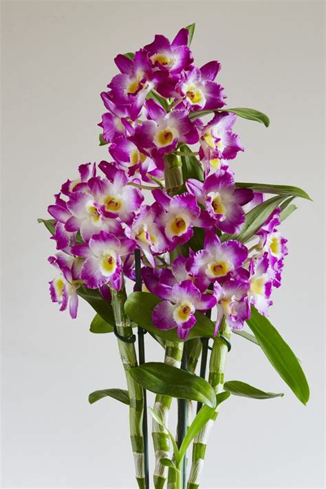 Dendrobium Types Of Orchids Orchid Flowers