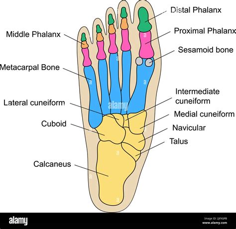 Anatomía De Los Huesos Humanos Del Pie Con Descripciones Diagrama