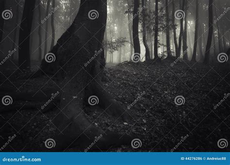 Albero Con Le Grandi Radici In Una Foresta Scura Con Nebbia Fotografia