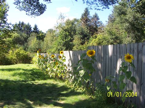 Sunflower Pics Flowers Growing Concrete Backyard Garden Trees