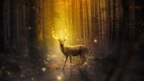 Deer In Forest Wallpapers Top Free Deer In Forest Backgrounds