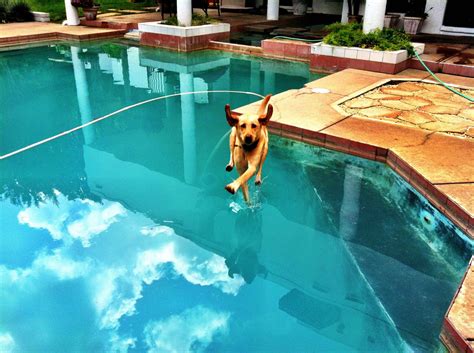 The 40 Most Perfectly Timed Dog Photos Youve Ever Seen