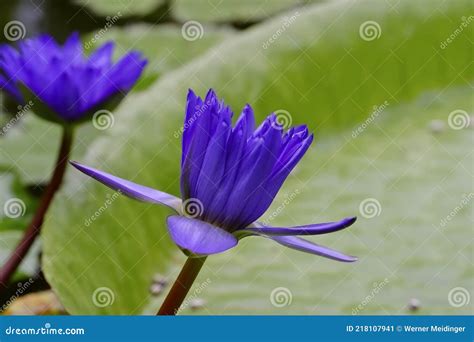 Baghdad Water Lily Blue Flower In Water Lily Pond Nymphaea Hybrid