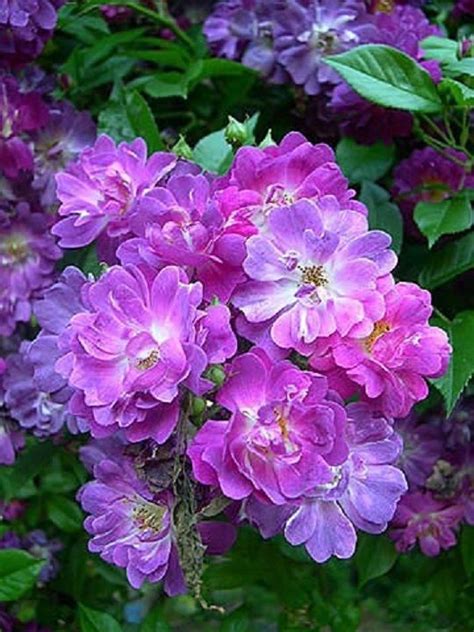 Rose Veilchenblau Rambling Rose Offered Bareroot Beautiful Flowers