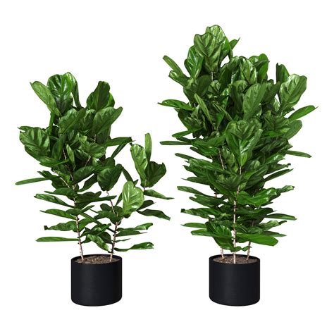 Ficus Pandurata Pot 3d Model Rigged Cgtrader