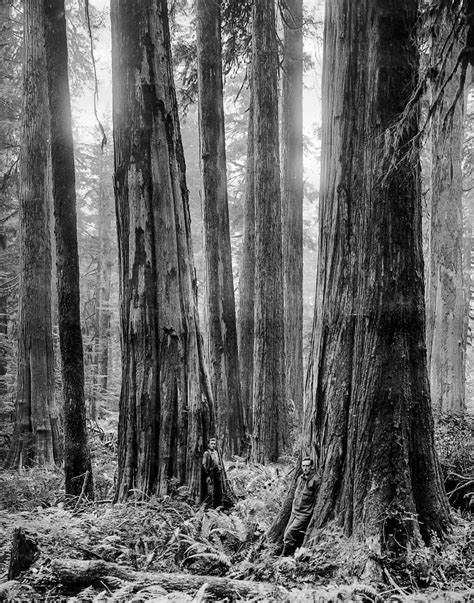 Lumberjacks Who Felled The Giant Trees Of British Columbia Rare