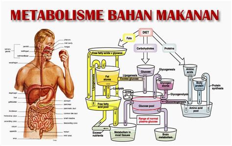Apa Itu Metabolisme Ini Pengertian Proses Dan Cara Meningkatkannya My