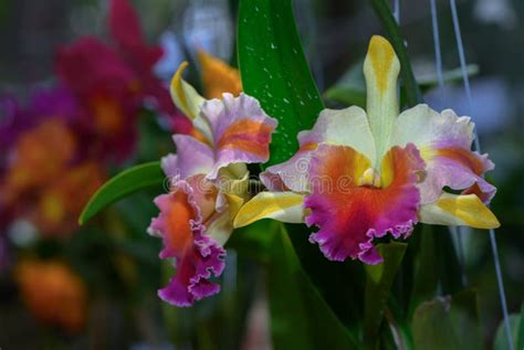 beautiful hybrid cattleya flower orchid stock image image of freshness beautiful 130095947