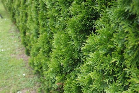 Evergreen Border Plants For Year Round Beauty Landscape Fix