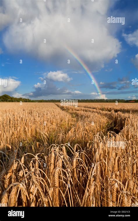 Rainbow Over Wheat Field After Summer Rain Stock Photo Alamy
