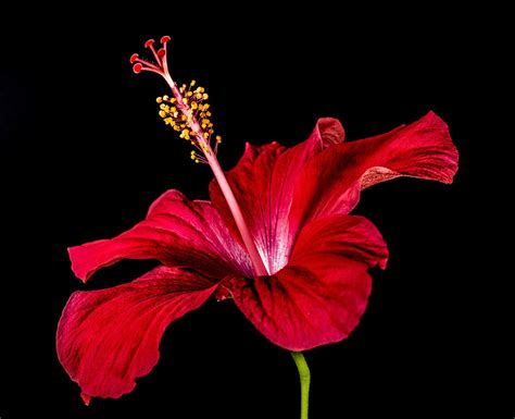 What's So Special About the Hibiscus Flower? - PlantSnap