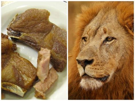 Lion Meat Ban Is Publicity Ploy Former Vendor Says Chicago Chicago