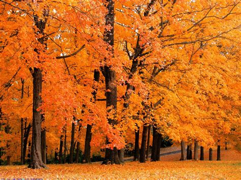 Природа Осень Красивые фото обои для рабочего стола комп Windows 132