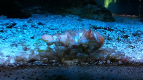 Amphipod Or Copepod Eating Clownfish Youtube