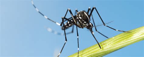 Learn Everything About Asian Tiger Mosquitoes Hawx Pest Control