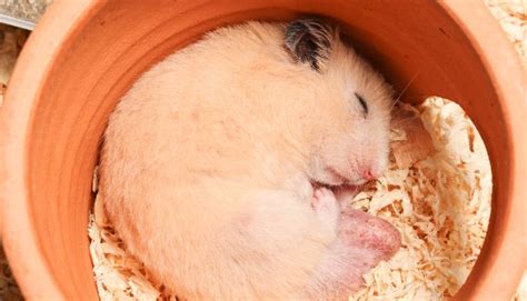 Is My Hamster Hibernating Or Have They Died Yummypets