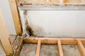 The faster the cleanup and drying takes place, the smaller the chances of major mold growth. Toxic Mold Lawyers | Alabama Mold Attorney | Home Mold ...