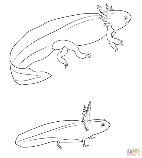 Salamander Larvae Coloring Page Free Printable Coloring Pages