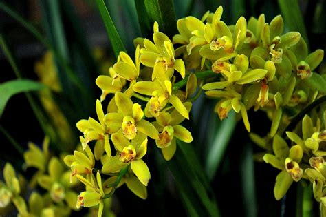 Bunga Orkid Orkid Cymbidium