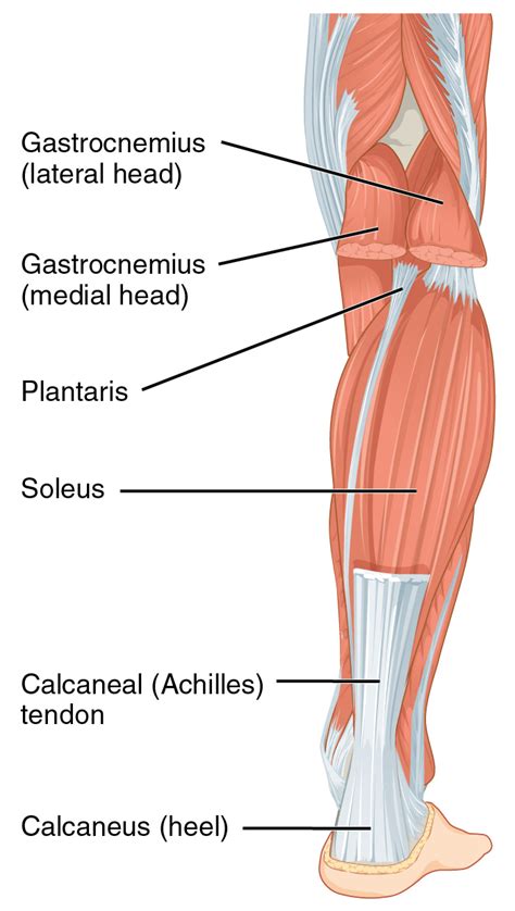 Achilles Tendon Wikiwand