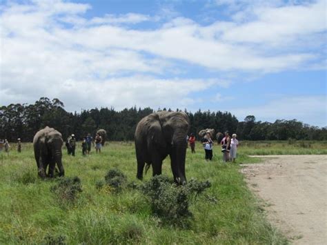Volunteering With Elephants In South Africa Responsible Travel
