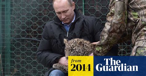 Sochi Winter Olympics Vladimir Putin Gets Cosy With Leopard Video