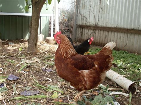 How to raise happy chickens. Raising Chickens for Eggs