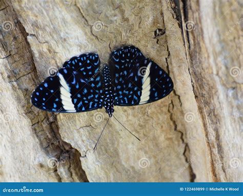 Hamadryas Laodamia The Starry Night Cracker Blue Black Butterfly From