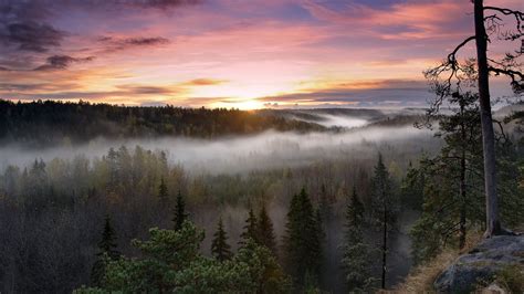 View Of Foggy Forest During Sunset Hd Wallpaper Wallpaper Flare