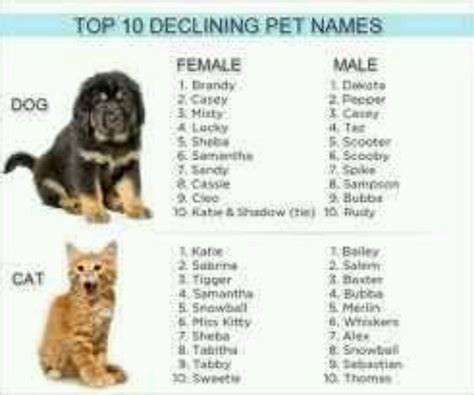 Pin By Shannon Watson On Pet Names ~~ Dog Names Cute Puppy