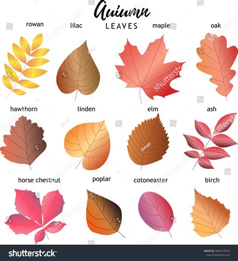 2230 張 Types Leaves Names 庫存向量圖、圖片和向量圖 Shutterstock
