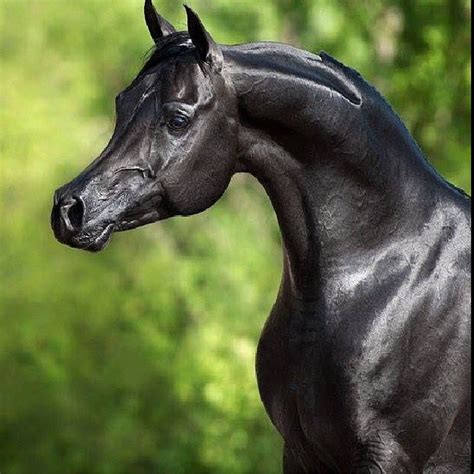 Pin By Pinner On Arabian Horses Black Arabian Horse Beautiful