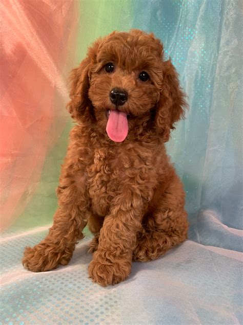 Dark Red Cockapoo Puppies For Sale Iowa S Top Breeder