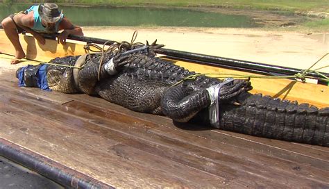 This Gator Is The Largest One Ever Caught In Texas