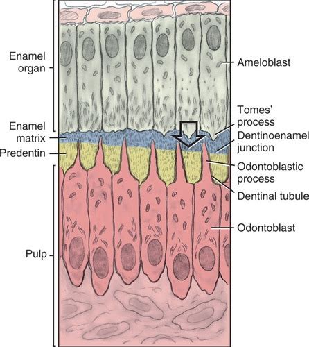 So Histology Of Oral Cavity Salivary Glands And Pharynx Flashcards The Best Porn Website